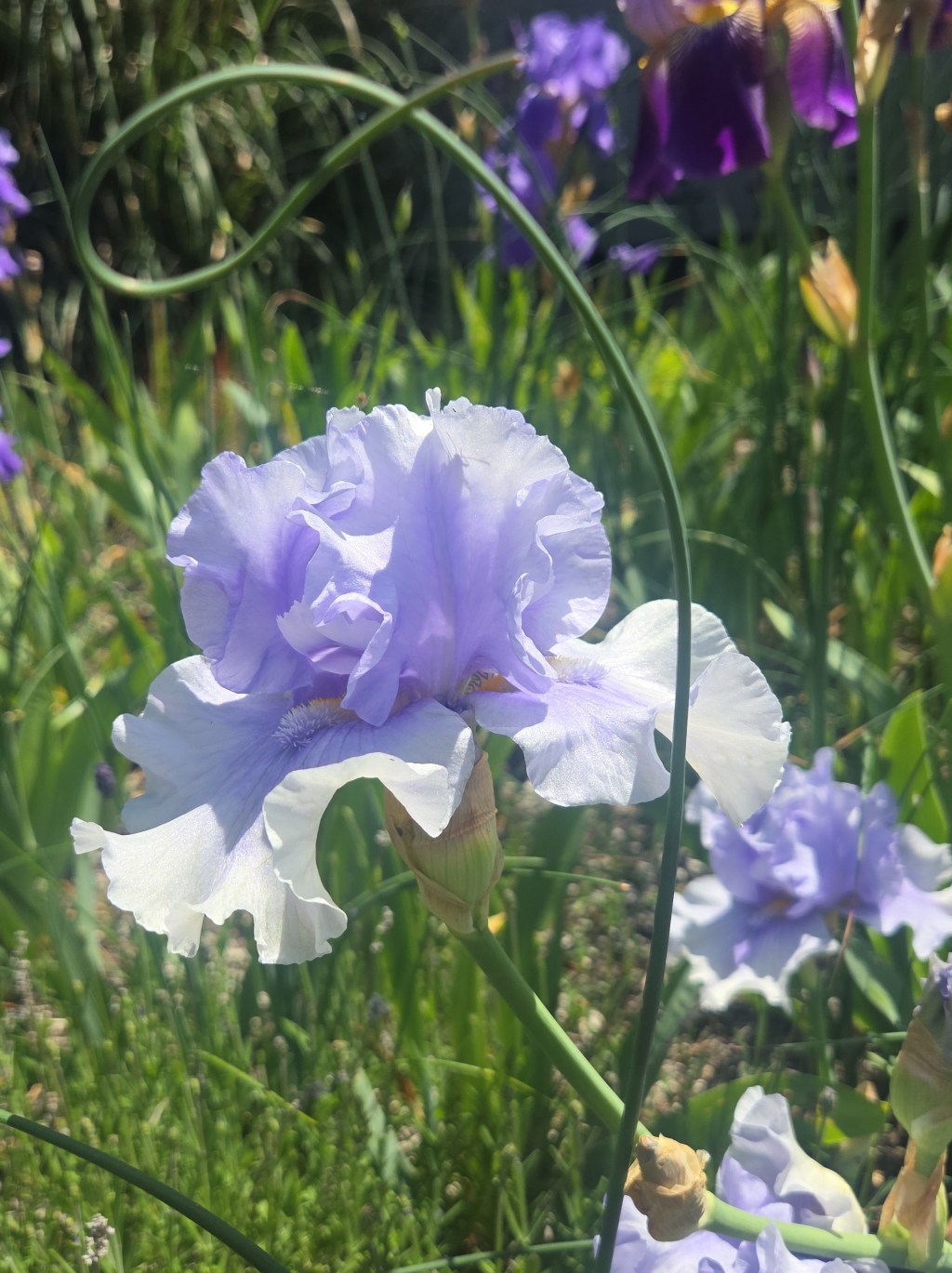 Iris Tour and more